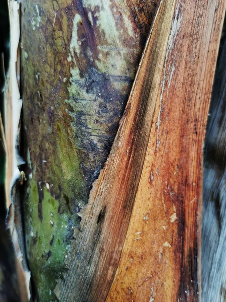 Vertical Shot Palm Tree Trunk Texture Captured Malaga Spain — Stock Photo, Image