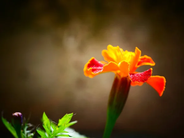 Primer Plano Una Flor Lirio Canna Naranja — Foto de Stock