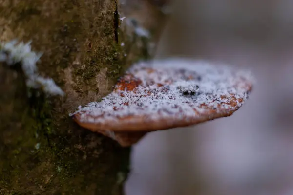 Grzyb Rośnie Łodydze Drzewa Zimie — Zdjęcie stockowe