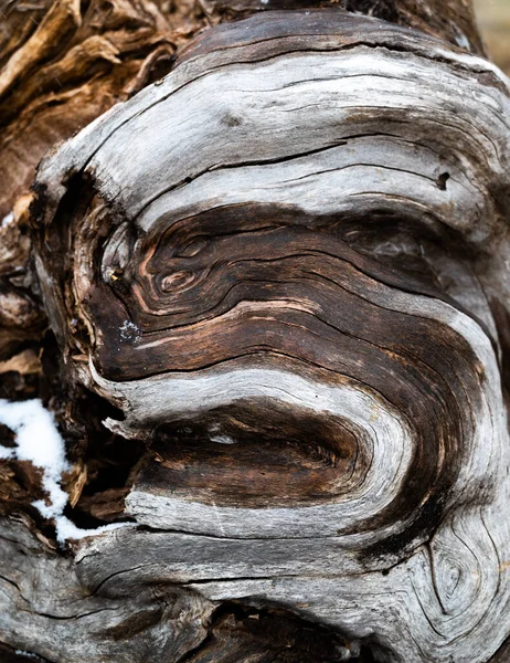 Вертикальний Крупним Планом Знімок Викрученого Візерунка Корі Дерева — стокове фото