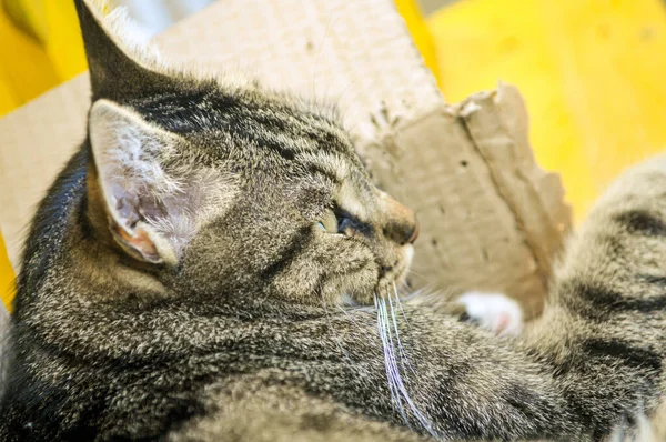 カートン紙の上で寝ているアメリカの短髪の猫 — ストック写真