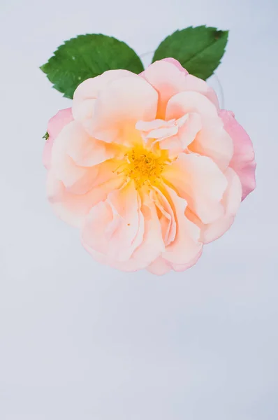 Вертикальний Знімок Садової Троянди Сірій Поверхні Простором Тексту — стокове фото