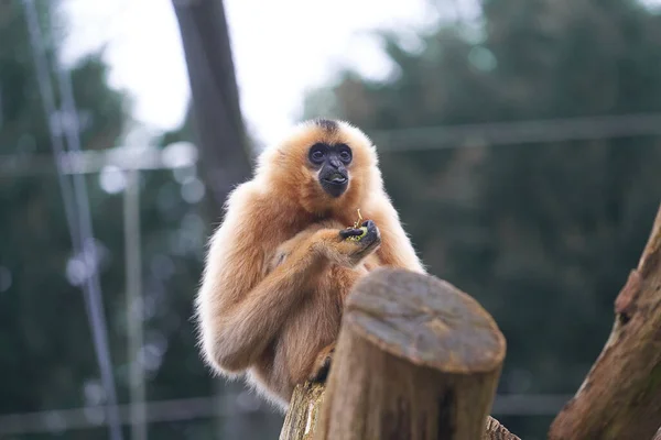 Uno Scatto Selettivo Gibbon Allo Zoo — Foto Stock