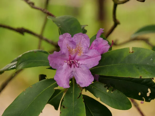 Primer Plano Flores Rododendro — Foto de Stock