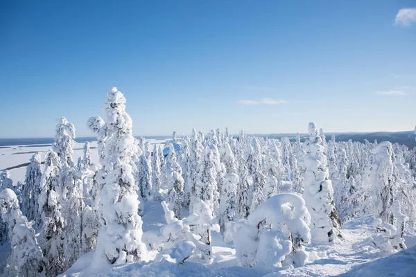 Vacker Utsikt Över Koli Nationalpark Finland Solig Vinterdag — Stockfoto