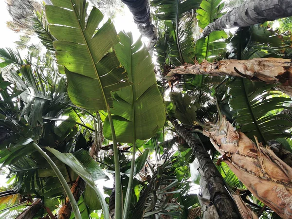 Tiro Ângulo Baixo Tronco Folhas Uma Palmeira Parque Málaga Espanha — Fotografia de Stock