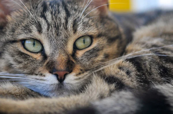 Primer Plano Gato Americano Shorthair — Foto de Stock