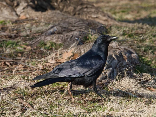 Closeup Shot Black Crow Field — Stock Fotó