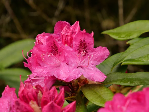Çalı Üzerinde Güzel Pembe Rhododendron Çiçeklerinin Yakın Plan Çekimi — Stok fotoğraf