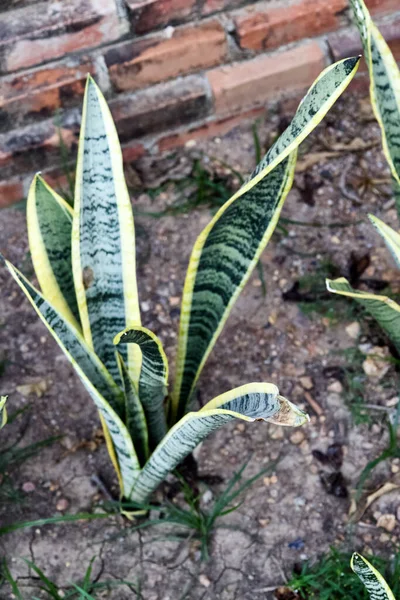 Closeup Shot Snake Plants Garden — Stock Photo, Image