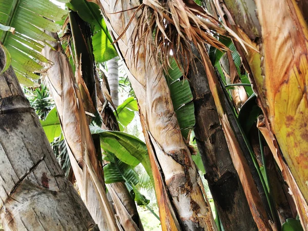 Closeup Shot Trunk Leaves Palm Tree Park Malaga Spain — Stock Photo, Image