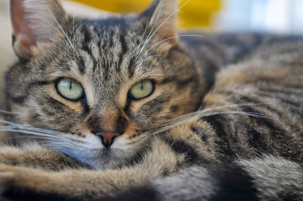 Chat Américain Poil Court Couché Sur Lit — Photo