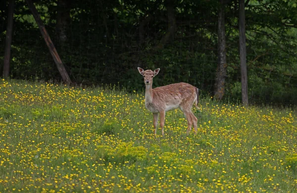 Closeup Shot Roe Deer Walking Flower Field — Stock Photo, Image