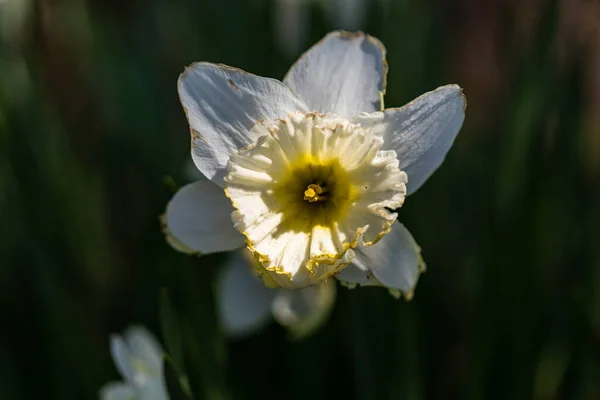 Eine Selektive Fokusaufnahme Einer Exotischen Blume Mit Weißem Blütenblatt Mit — Stockfoto