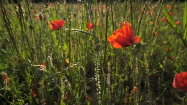 Poppy Field Letní Den Video — Stock video