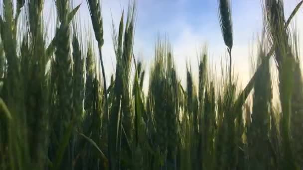 Ein Selektiver Fokus Eines Weizenfeldes Auf Dem Land Unter Klarem — Stockvideo