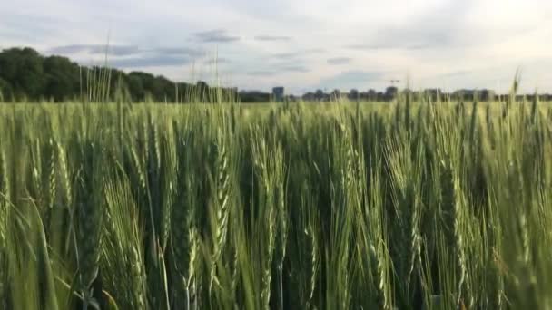 Una Vista Natural Campo Trigo Campo Bajo Cielo Despejado — Vídeos de Stock