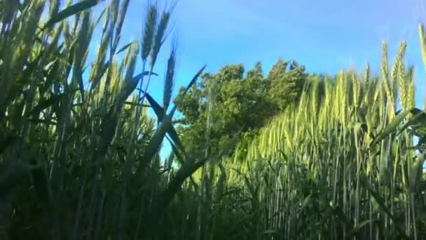 Μια Φυσική Άποψη Ενός Αγρού Σιταριού Στην Ύπαιθρο Κάτω Από — Αρχείο Βίντεο