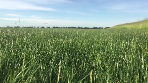 Naturlig Över Ett Vetefält Landsbygden Klar Himmel — Stockvideo