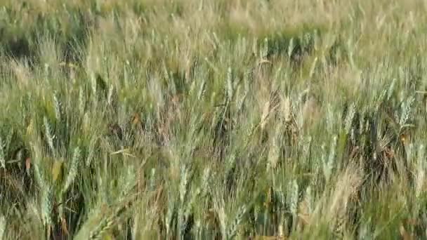 Tiro Campo Exuberante Plantas Triticale Movendo Vento Pôr Sol — Vídeo de Stock