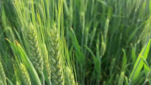 Ein Selektiver Fokus Eines Weizenfeldes Auf Dem Land — Stockvideo