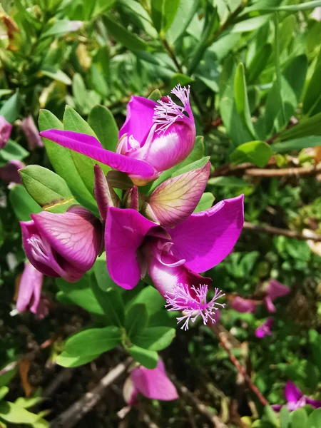 在西班牙马拉加的一个公园里 一缕紫色的米尔克沃思花在垂直地生长着 — 图库照片