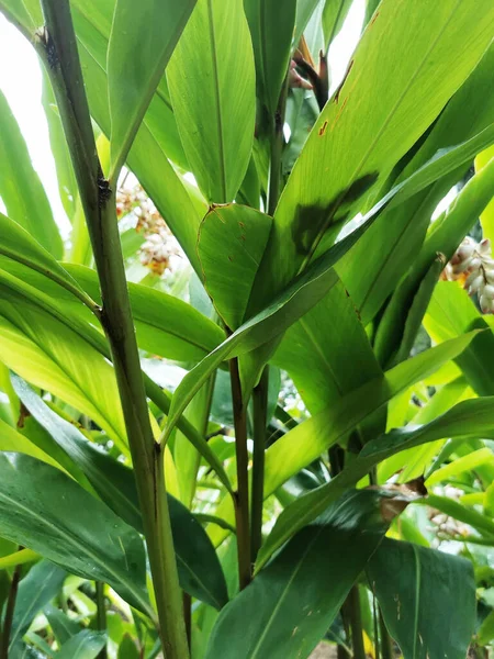 Plan Vertical Fleurs Gingembre Shell Poussant Dans Parc — Photo