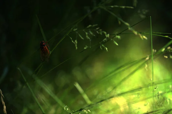 Gros Plan Cigales Sur Herbe Verte — Photo