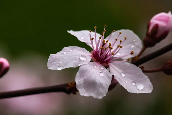 Tiro Seletivo Foco Uma Flor Bonita Cerejeira Coberta Orvalho Manhã — Fotografia de Stock