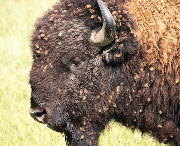 Gros Plan Bison Fourrure — Photo
