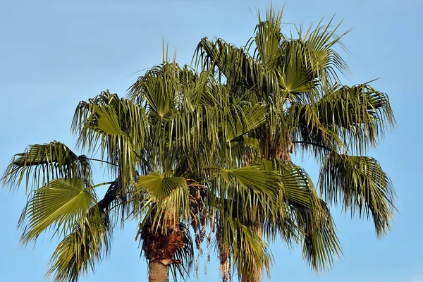 Palmier Ventilateur Mexicain Sous Ciel Bleu Clair — Photo