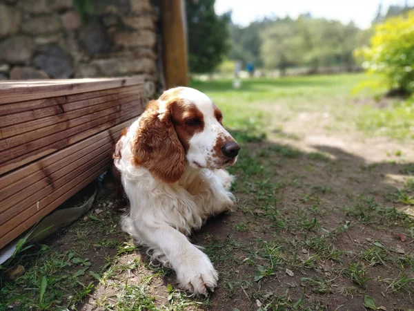 Adorável Spaniel Caça Livre — Fotografia de Stock