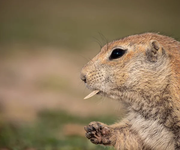 Een Close Shot Van Een Schattige Russet Grond Eekhoorn — Stockfoto