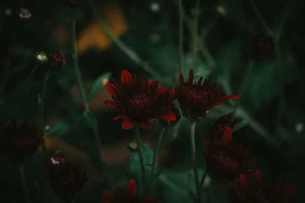 暗い神秘的な緑の森の中で野生の赤い花や芽のグループの閉鎖 — ストック写真