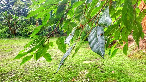 花园里长着新鲜的绿叶的树枝 — 图库照片