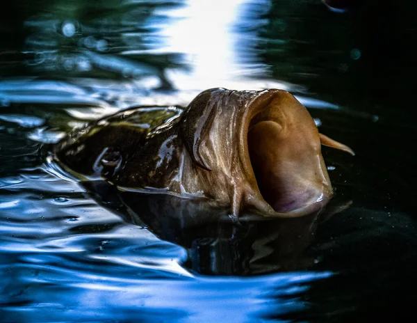 Pesce Dall Aspetto Strano Con Bocca Aperta Quasi Fuori Dall — Foto Stock