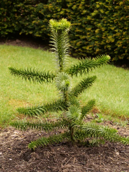 Fir Tree Green Branches — Stock Photo, Image