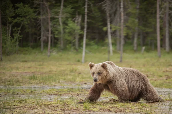 Бурый Медведь Идет Осторожно Мокрому Болоту — стоковое фото