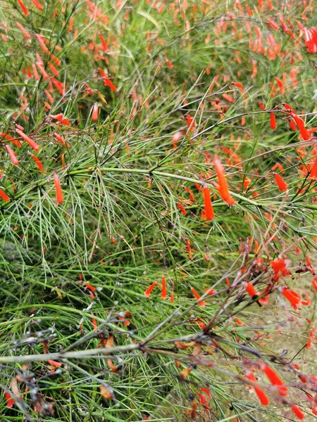 Eine Vertikale Aufnahme Roter Acanthaceae Blüten Die Einem Garten Wachsen — Stockfoto