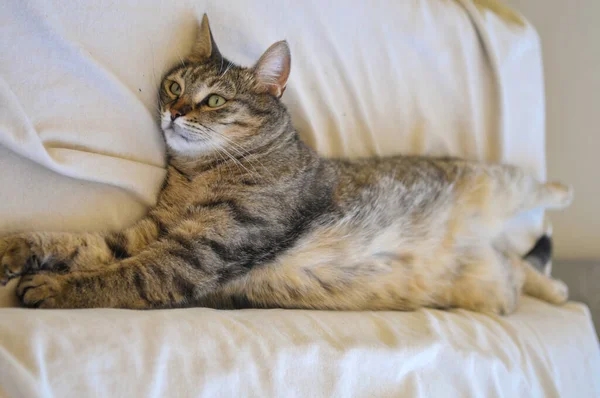 Chat Américain Poil Court Couché Sur Lit — Photo