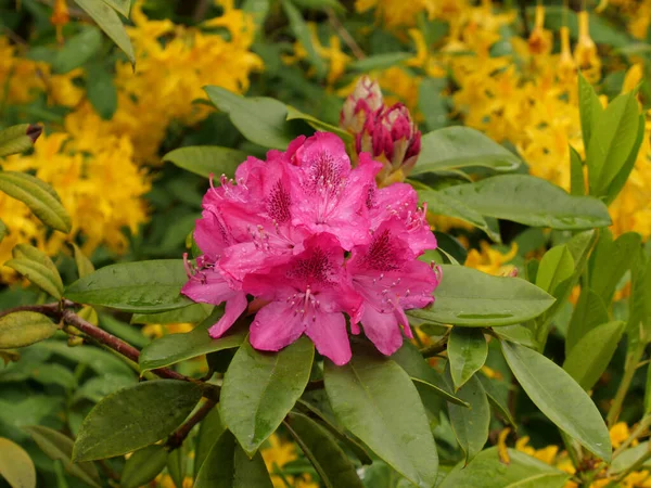 Primer Plano Hermosas Flores Rododendro Rosa Sobre Arbusto — Foto de Stock