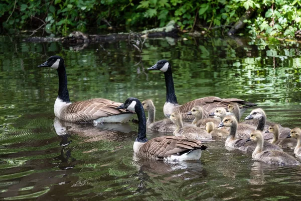 Eine Nahaufnahme Von Gänsen Und Gösslingen Die Einem Teich Schwimmen — Stockfoto