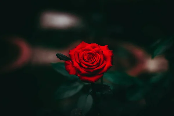 在一个充满活力的 出色的红色玫瑰的特写镜头下 它被模糊的背景下的深绿色叶子环绕着 — 图库照片