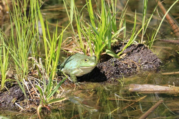 北美一只肥胖的牛蛙站在沼泽地湖中的一根木头上 周围长满了青草 — 图库照片