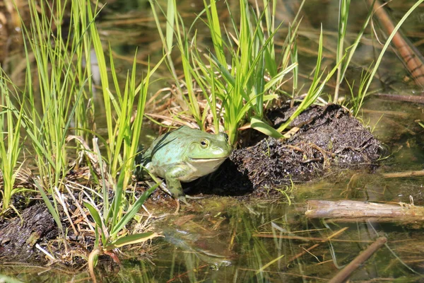 Gros Ouaouaron Nord Américain Debout Sur Une Bûche Dans Lac — Photo