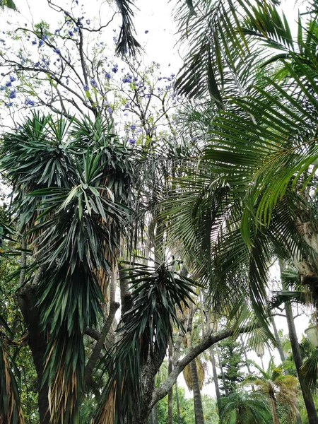 Plan Vertical Palmiers Dans Parc Malaga Espagne — Photo