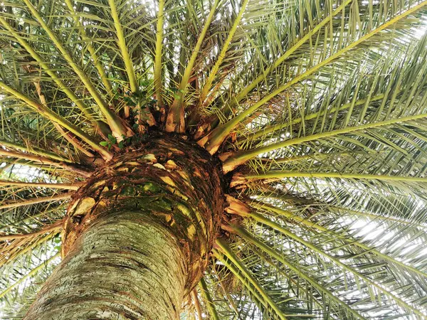 Een Lage Hoek Opname Van Een Palm Boom Een Park — Stockfoto