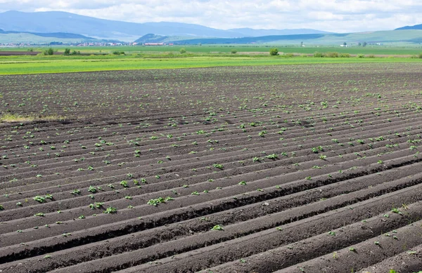 Paisaje Agrícola Con Líneas Brotes Patata Crecen Tierras Cultivadas — Foto de Stock