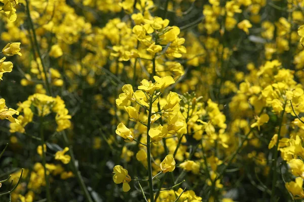 Bulanık Bir Arkaplanda Sarı Kolza Tohumu Çiçeklerinin Yakın Plan Çekimi — Stok fotoğraf
