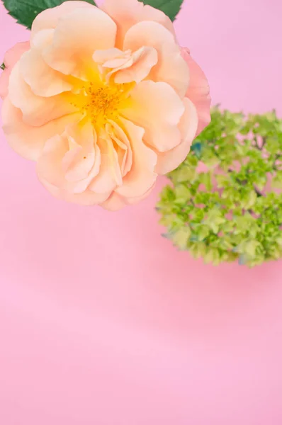 庭の垂直ショットは テキストのためのスペースとピンクの表面にバラとフランスのアジサイの芽をバラ — ストック写真